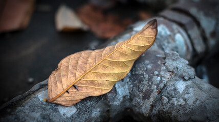 Fallen Leaf