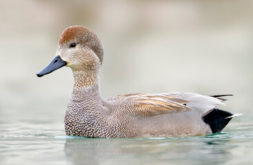 Krakeend, Gadwall, Anas streperea