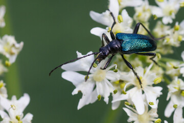 Gaurotes virginea