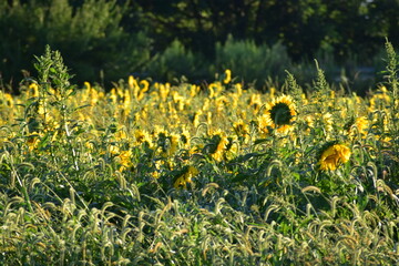 Sunflower Field
