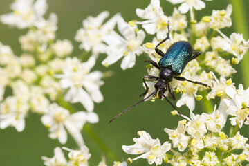Gaurotes virginea