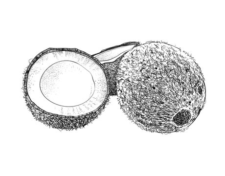 Broken coconut and coconut shell pattern drawingon white background Sketch tropical food illustration vector