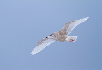 Grote Burgemeester, Glaucous Gull, Larus hyperboreus ssp. hyperboreus