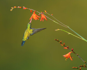 picaflor comun verde, chlorostilbon lucidus © Nino
