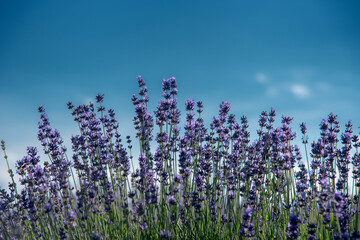 Naklejka premium lavender flowers on blue sky, close up with selective focus, text space