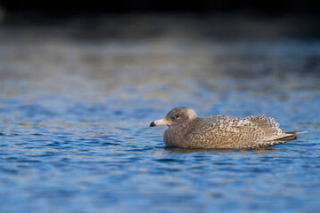 Glaucous Gull, Grote Burgemeester, Larus hyperboreus ssp. hyperboreus