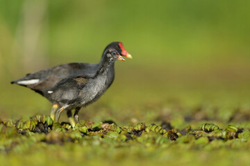 Pollona negra, pichon