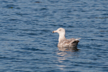 Fototapeta premium Glaucous Gull, Grote Burgemeester, Larus hyperboreus ssp. leuceretes