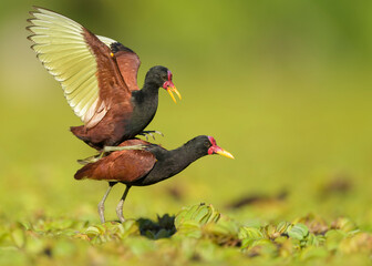 Jacana jacana, cópula