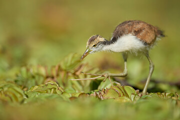 jacana jacana, pichón