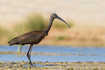 Zwarte Ibis, Glossy Ibis, Plegadis falcinellus