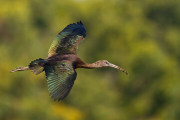 Zwarte Ibis, Glossy Ibis, Plegadis falcinellus
