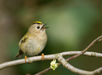 Goudhaan, Goldcrest, Regulus regulus