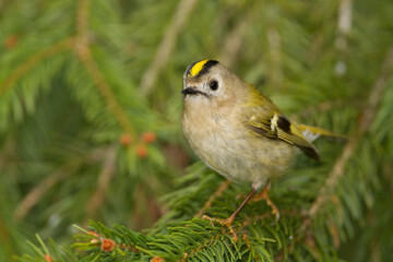 Goudhaan, Goldcrest, Regulus regulus