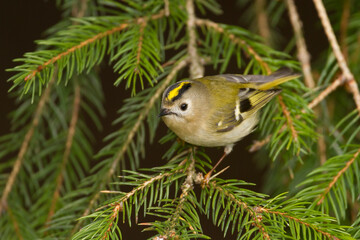 Goudhaan, Goldcrest, Regulus regulus