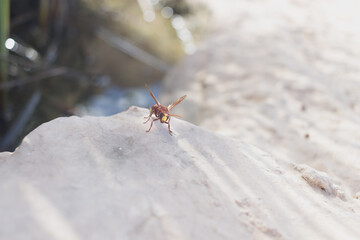 Wasp on the stone.