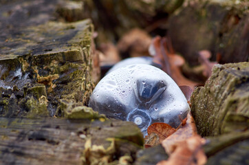 Used plastic bottle in a tree stump