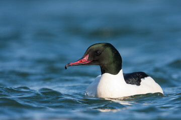 Grote Zaagbek, Goosander, Mergus merganser merganser