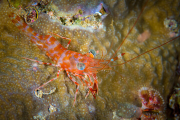 Translucent cleaner shrimp on coral reef 