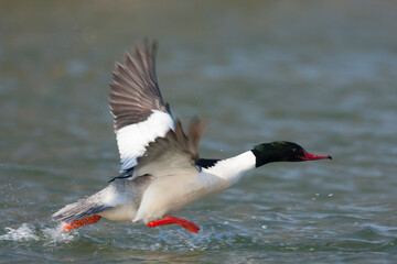 Grote Zaagbek, Goosander, Mergus merganser merganser