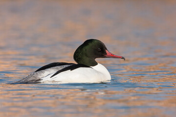 Grote Zaagbek, Goosander, Mergus merganser merganser