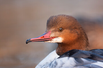 Grote Zaagbek, Goosander, Mergus merganser merganser