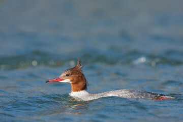 Grote Zaagbek, Goosander, Mergus merganser merganser