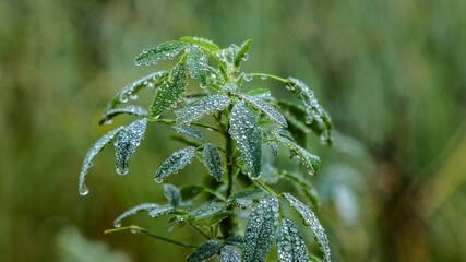 Rocío sobre planta en Cantabria, España