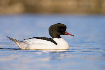 Grote Zaagbek, Goosander, Mergus merganser merganser