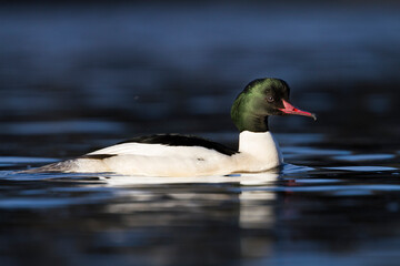 Grote Zaagbek, Goosander, Mergus merganser merganser © AGAMI
