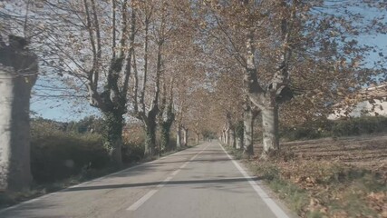 Driving the car on a secondary road with trees with yellow leaves on both sides of a road in Spain