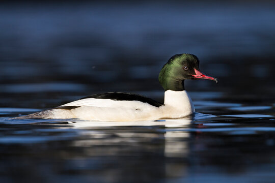 Grote Zaagbek, Goosander, Mergus merganser merganser