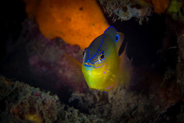 Fototapeta na wymiar Tropical saltwater damsel fish swimming around coral reef