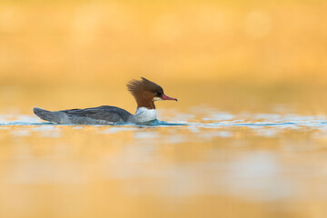 Goosander, Grote Zaagbek, Mergus merganser ssp. merganser