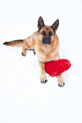 Postcard with dog for Valentines Day. German Shepherd of black and red color lies on freshly fallen white soft snow next to red toy heart.