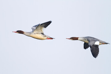 Grote Zaagbek, Goosander, Mergus merganser merganser