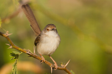 Graceful Prinia, Prinia gracilis yemenensis
