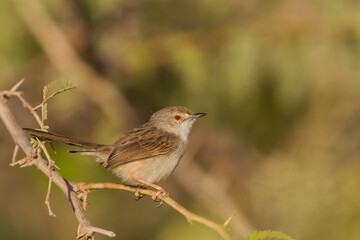 Graceful Prinia, Prinia gracilis yemenensis