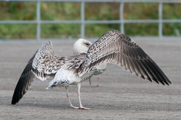 Grote Mantelmeeuw, Great Black-backed Gull, Larus marinus