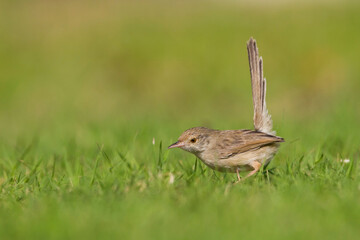 Graceful Prinia,  Prinia gracilis carpenteri