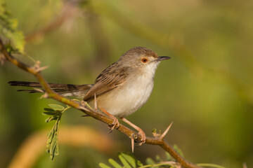 Graceful Prinia,  Prinia gracilis yemenensis