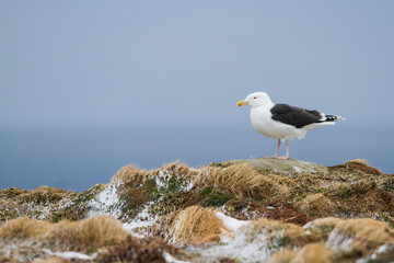 Great Black-backed Gull, Grote Mantelmeeuw, Larus marinus