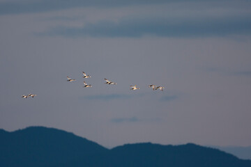 Fuut, Great Crested Grebe, Podiceps cristatus
