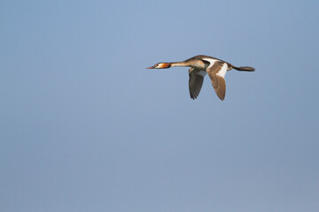 Fuut, Great Crested Grebe, Podiceps cristatus