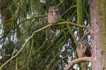 Oehoe, Eurasian Eagle-Owl, Bubo bubo