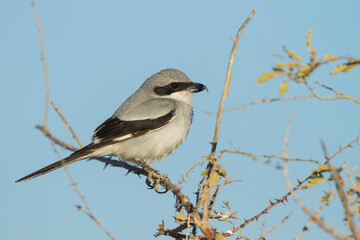 aucheri Great Grey Shrike, Lanius excubitor ssp. aucheri