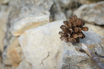 Flora Mediterránea. Massís del Garraf. Barcelona 
