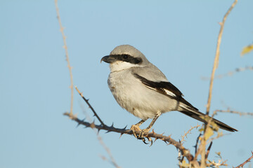 aucheri Great Grey Shrike, Lanius excubitor ssp. aucheri