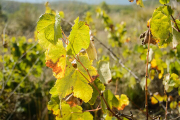 Flora Mediterránea. Massís del Garraf. Barcelona 