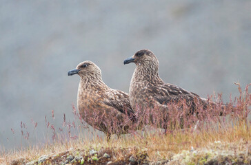 Grote Jager, Great Skua, Catharacta skua